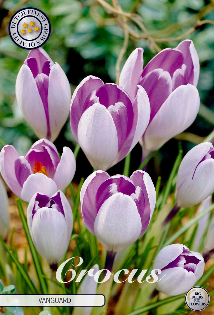 Crocus Vernus Vanguard