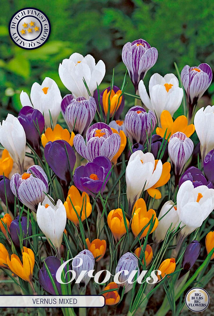 Crocus Vernus mixed