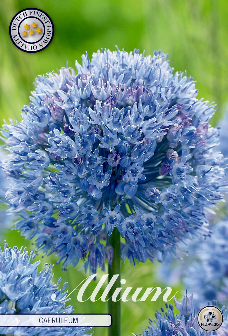 Allium Caeruleum