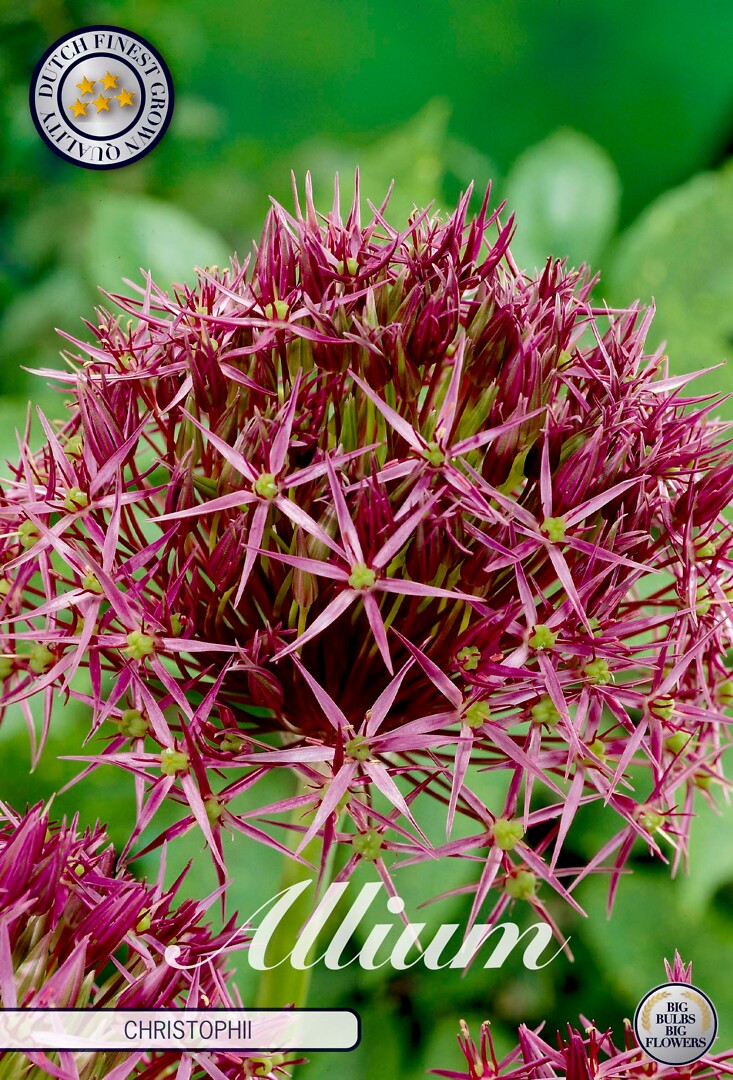 Allium Christophii Albopilosum
