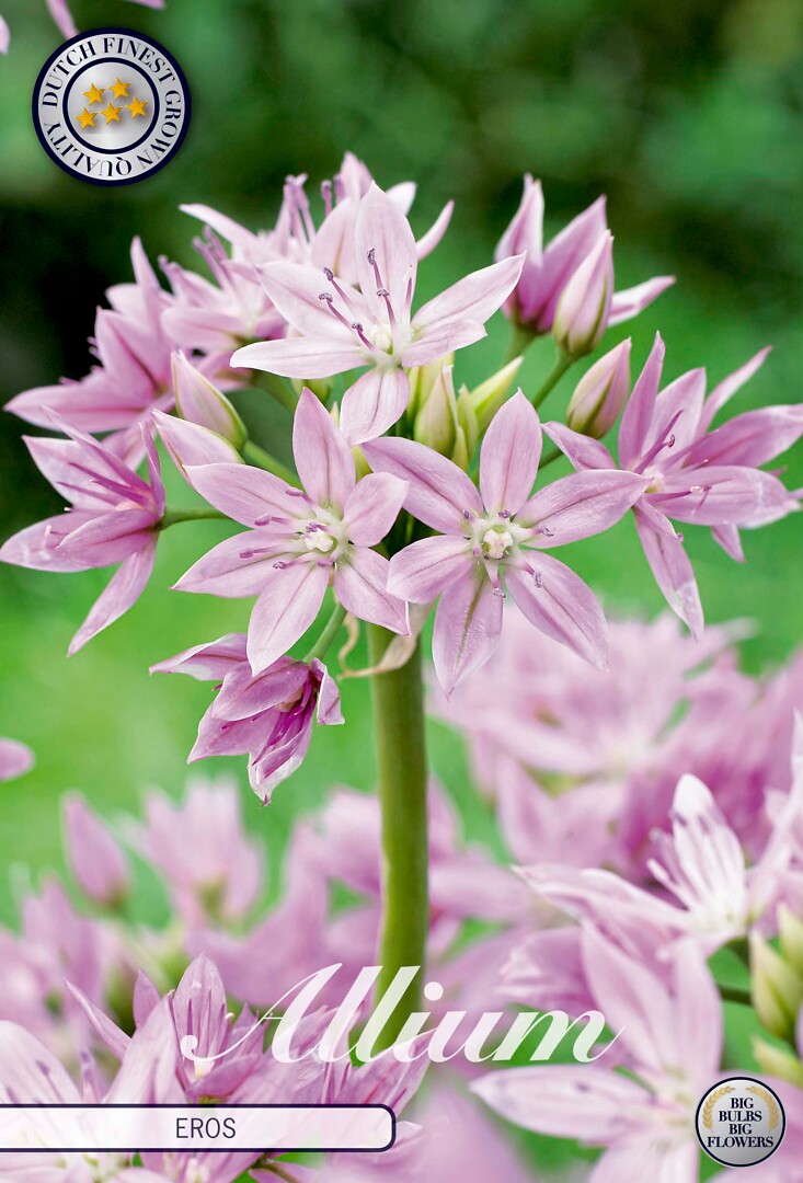 Allium Eros