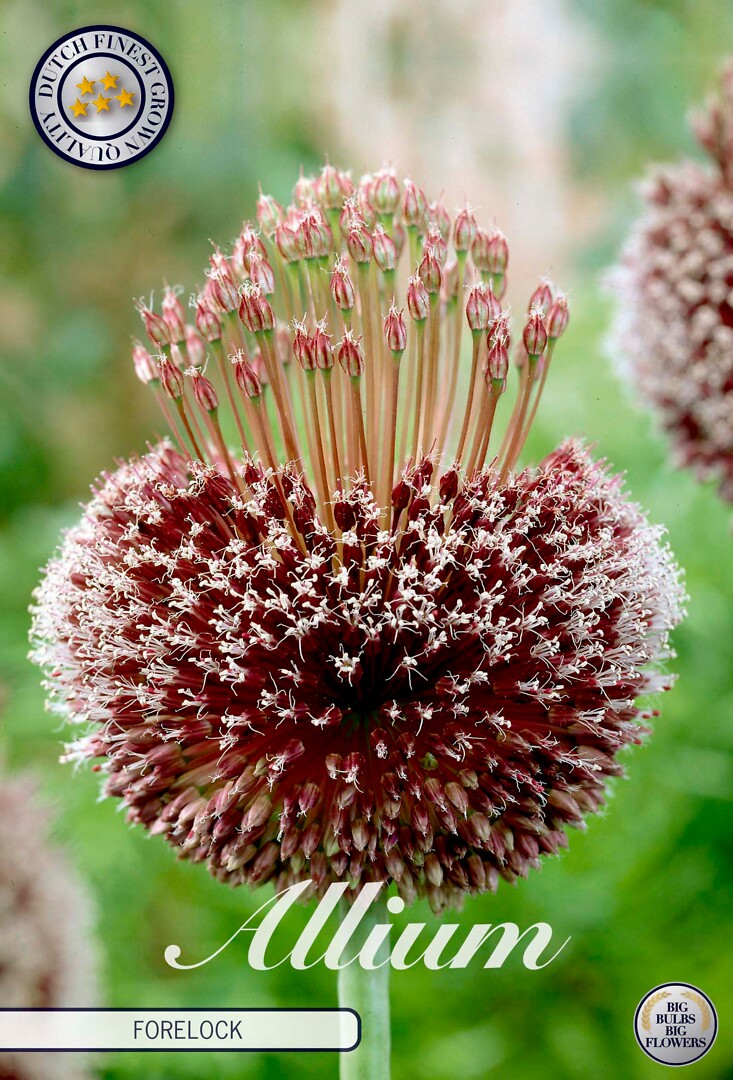 Allium Forelock
