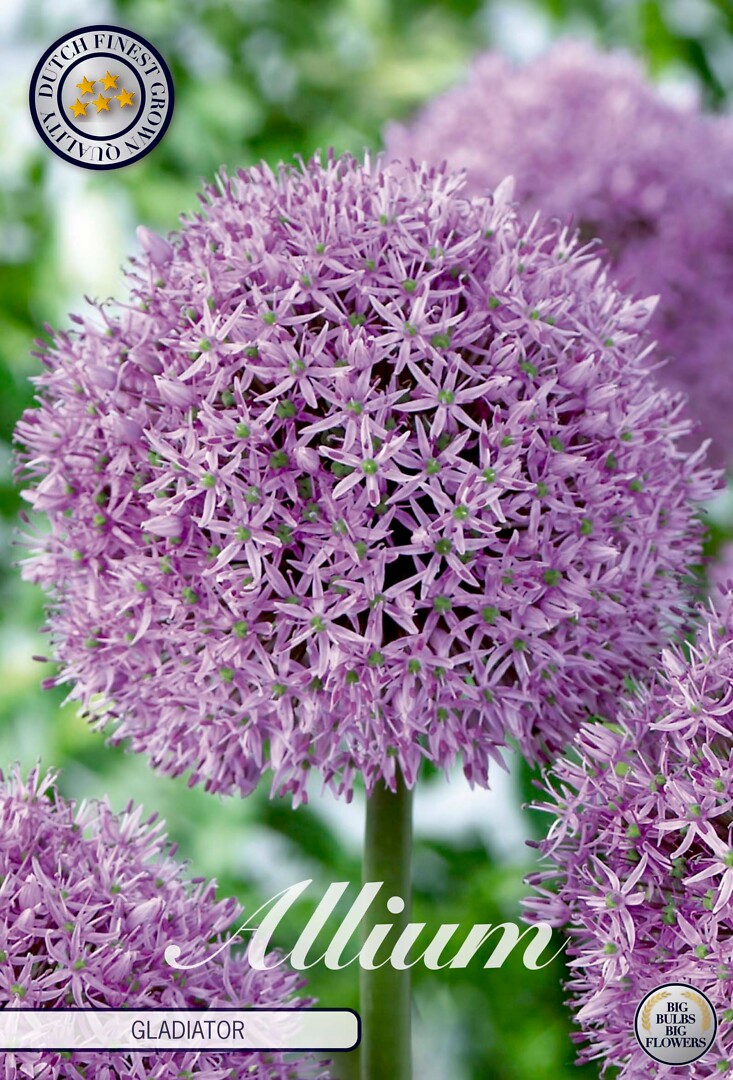 Allium Gladiator
