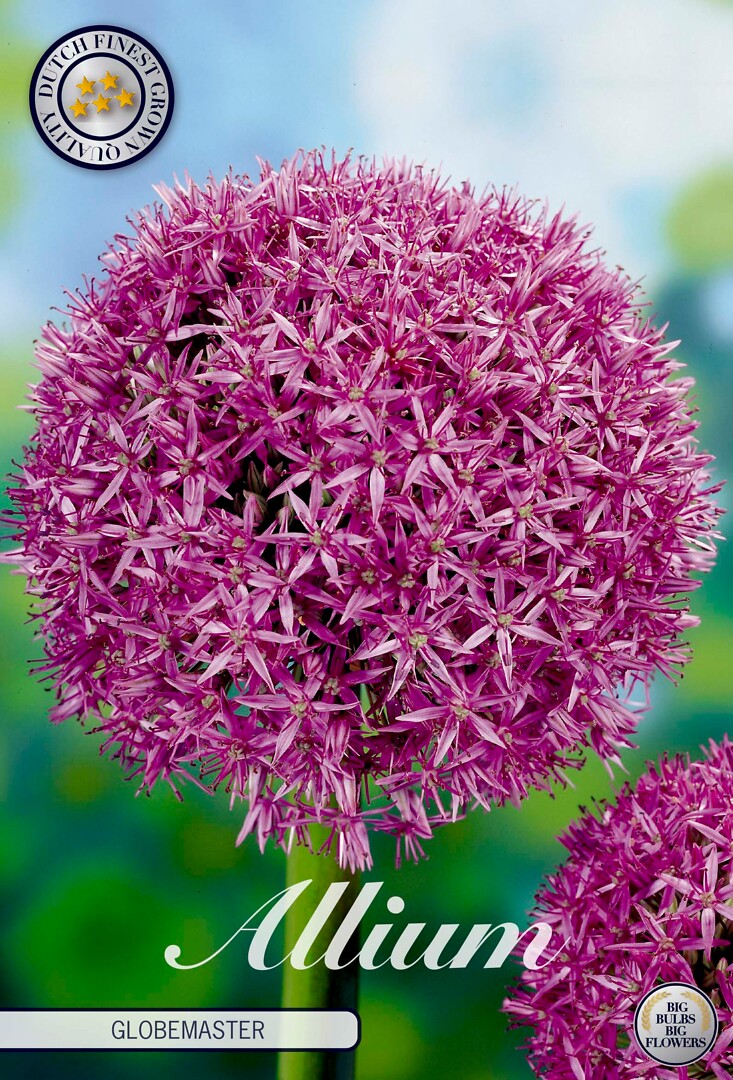 Allium Globemaster