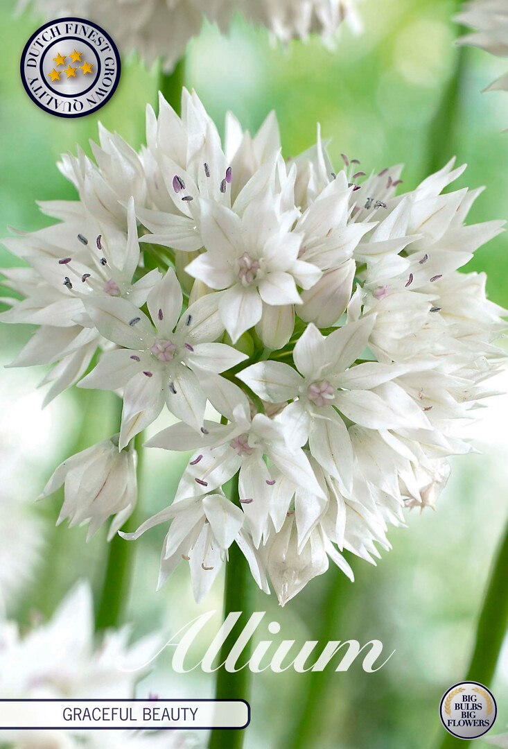 Allium Gracefull Beauty