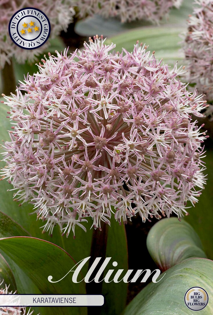 Allium Karataviense