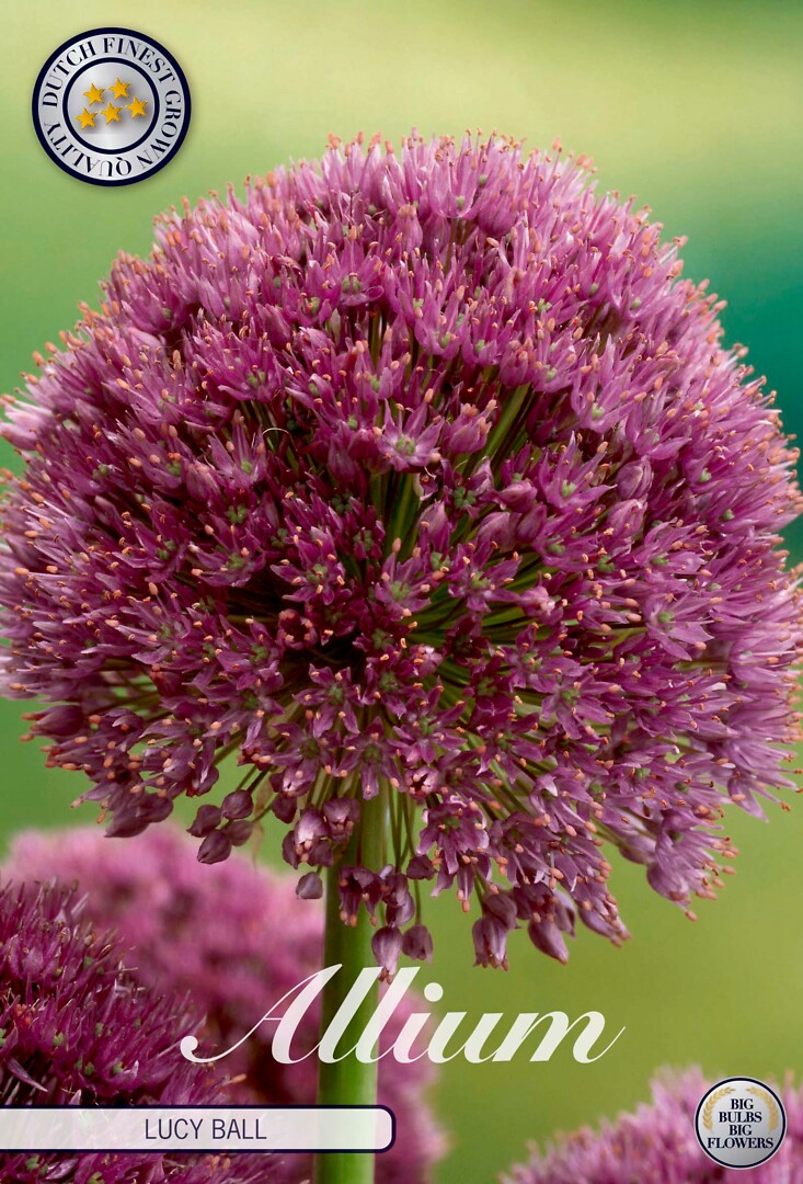Allium Lucy Ball