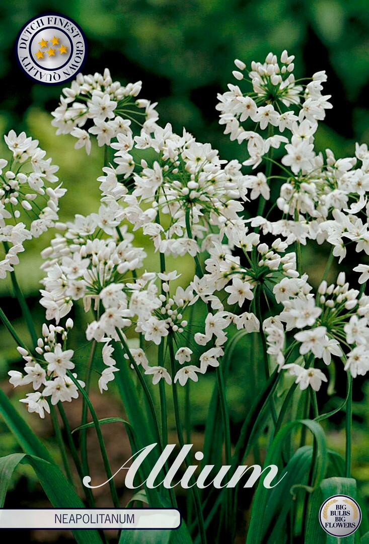Allium Neapolitanum