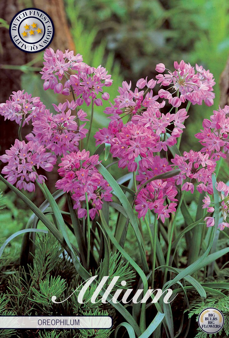 Allium Oreophilum
