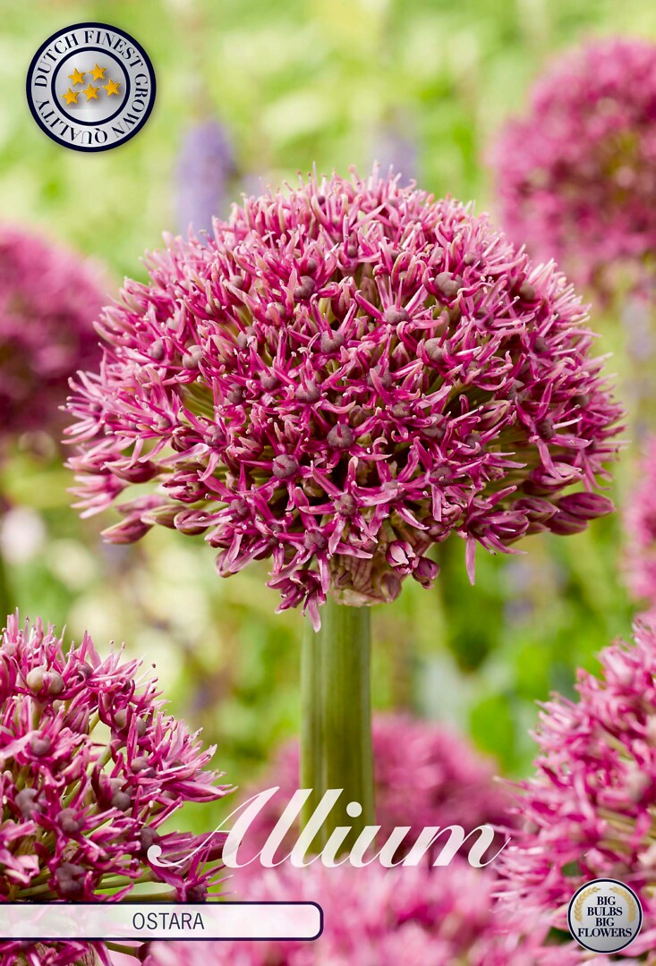 Allium Ostara