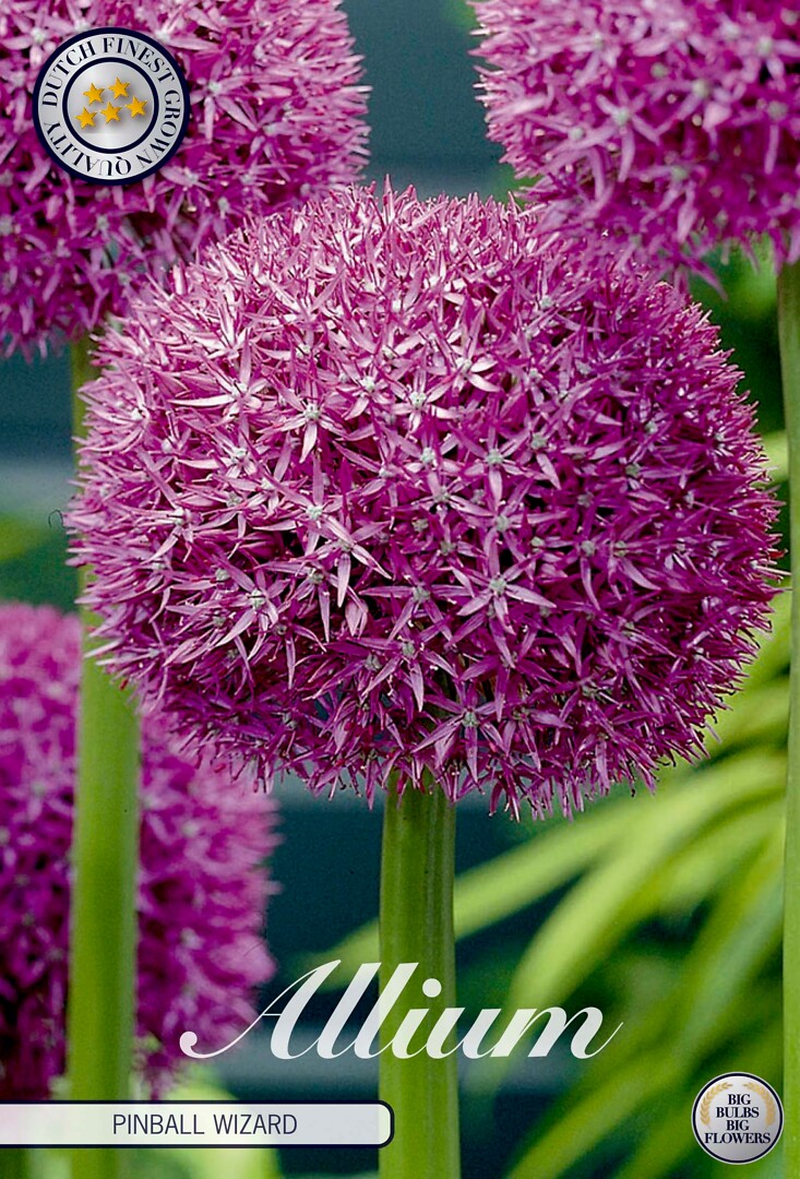 Allium Pinball Wizard