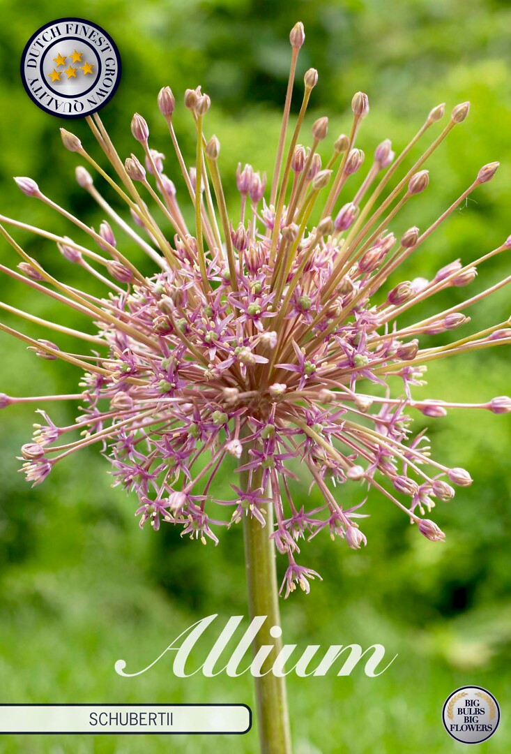 Allium Schubertii