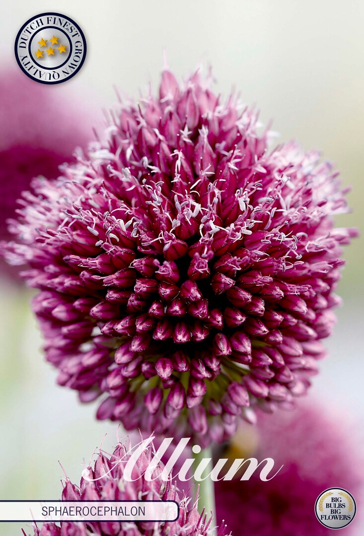 Allium Spaerocephalon