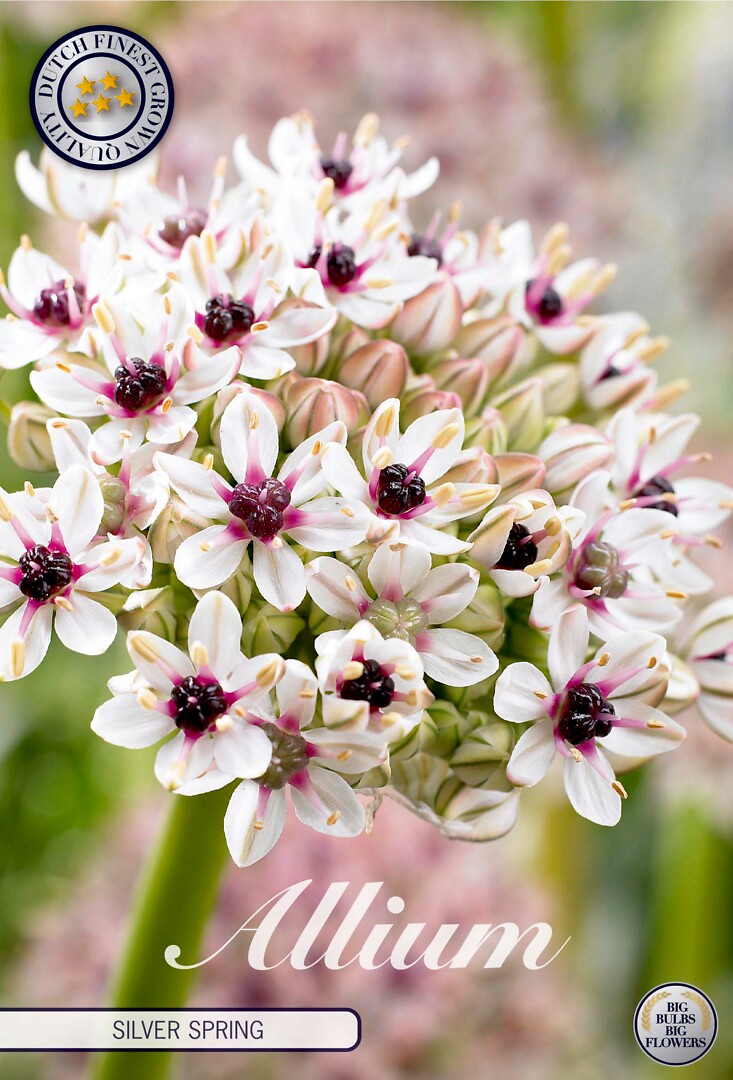 Allium Silverspring