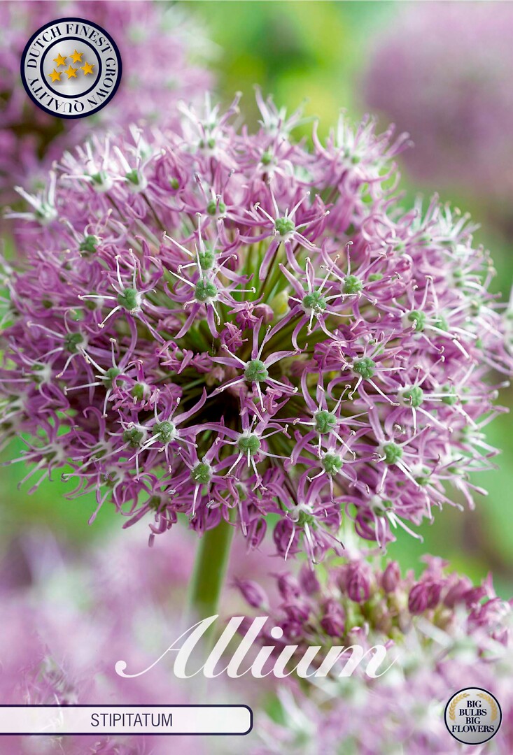 Allium Stipitatum