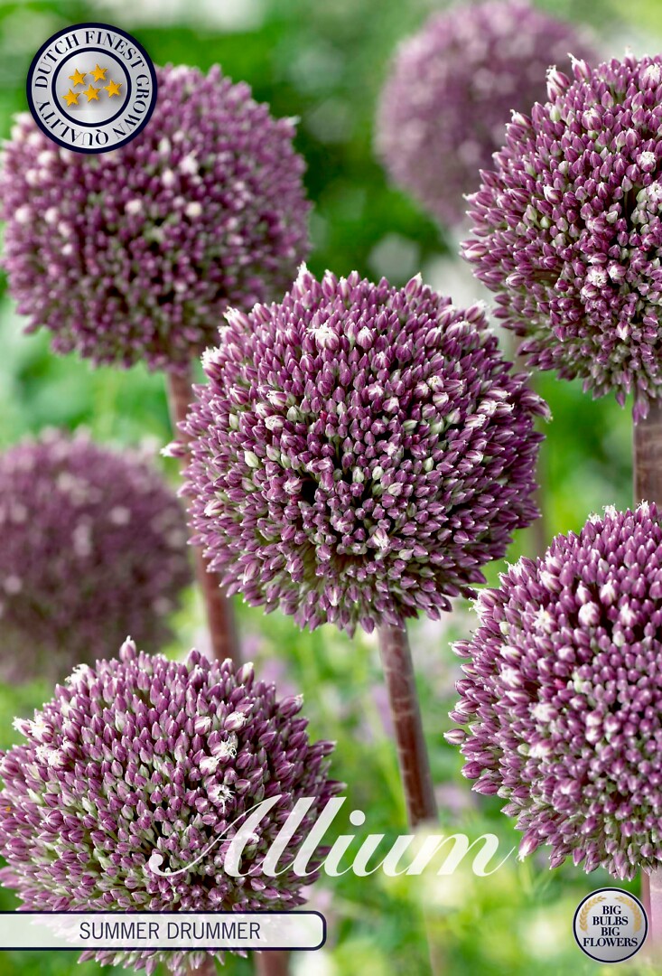 Allium Summer Drummer
