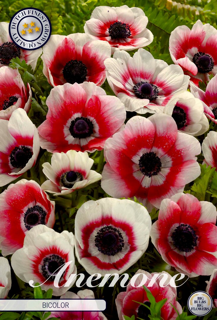 Anemone coronaria Bicolor