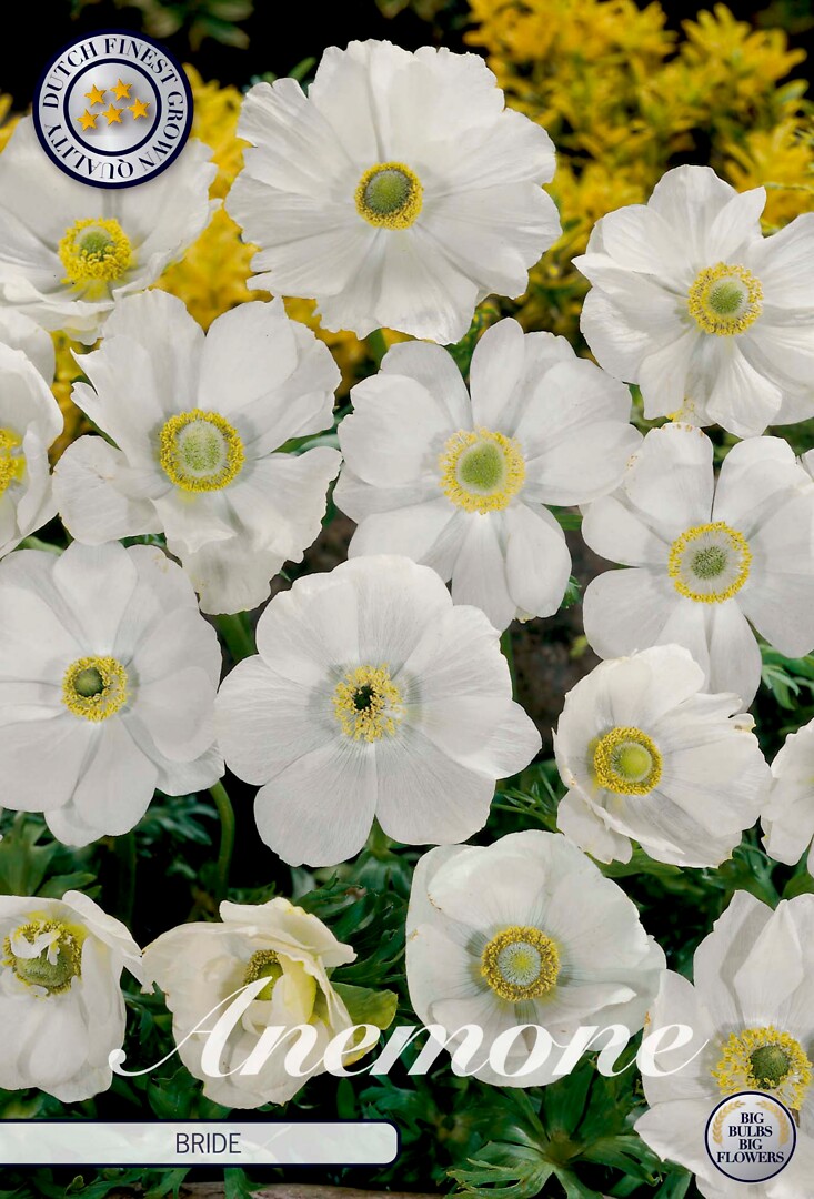 Anemone coronaria Bride
