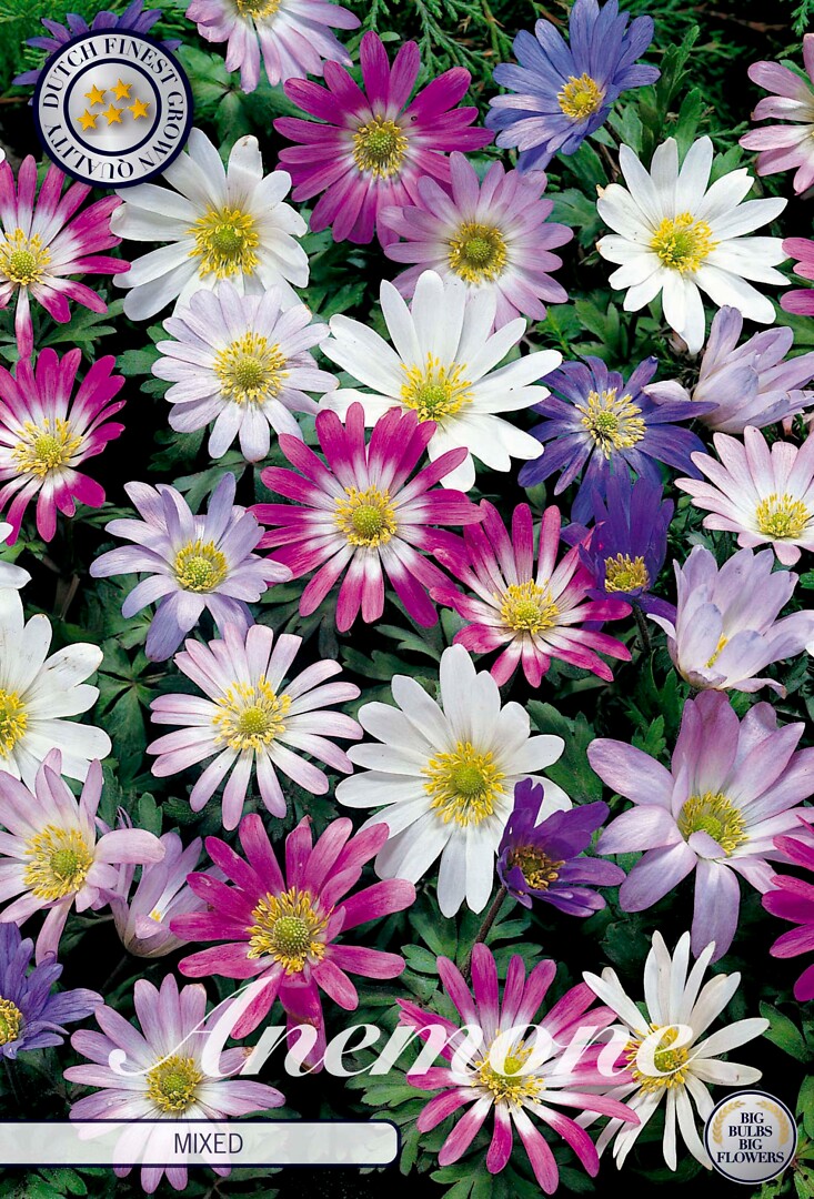 Anemone Blanda Mixed
