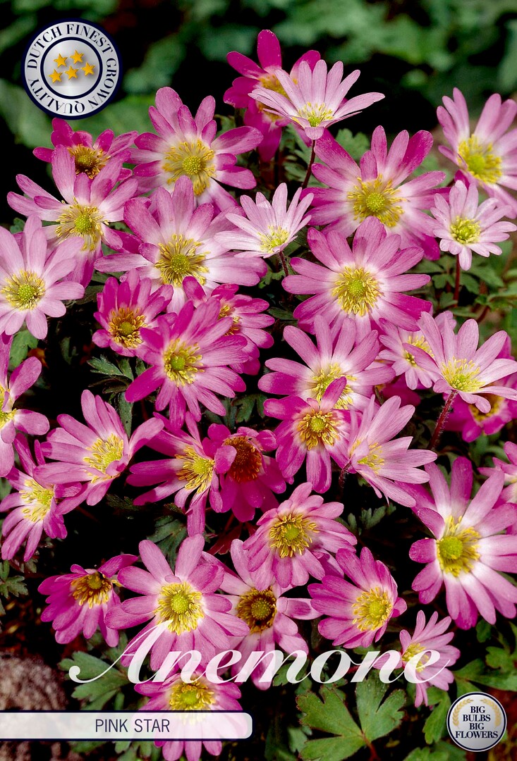 Anemone Blanda Pink Star