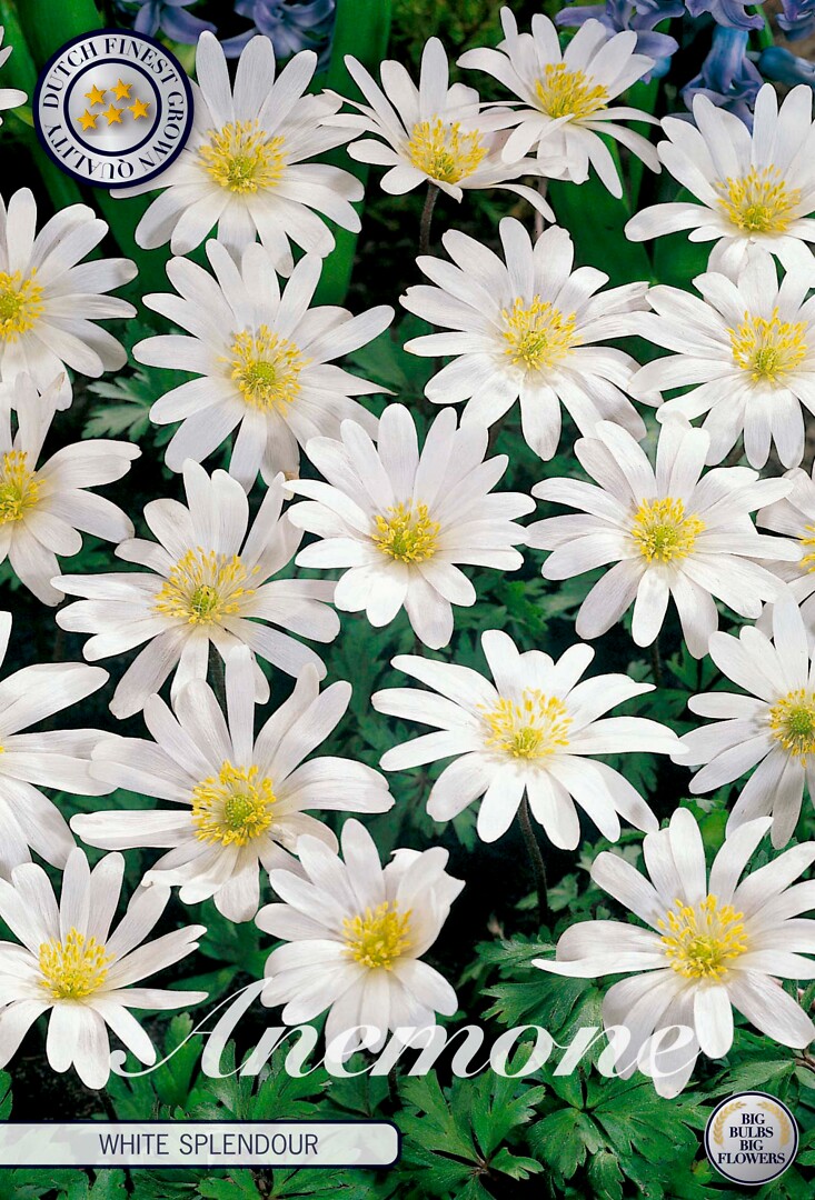 Anemone Blanda White Splendour
