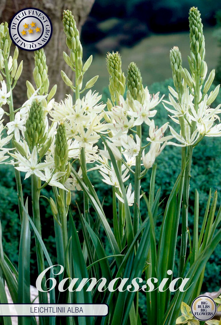 Camassia Leichtlini Alba