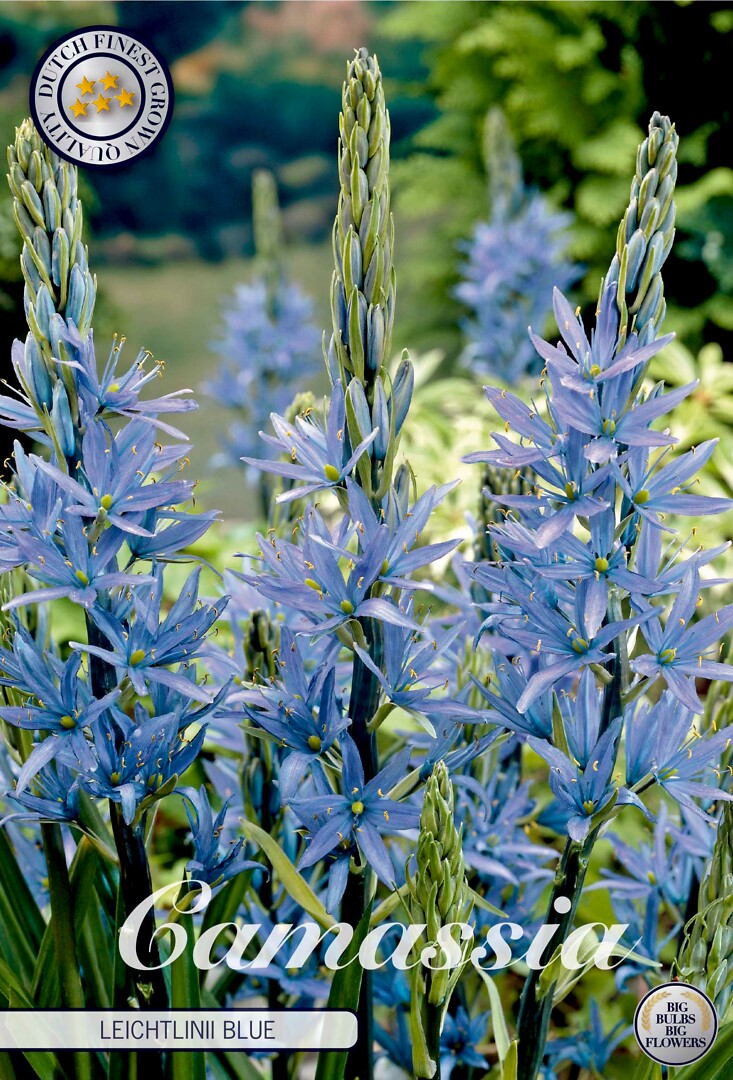 Camassia Leichtlinii  Blue