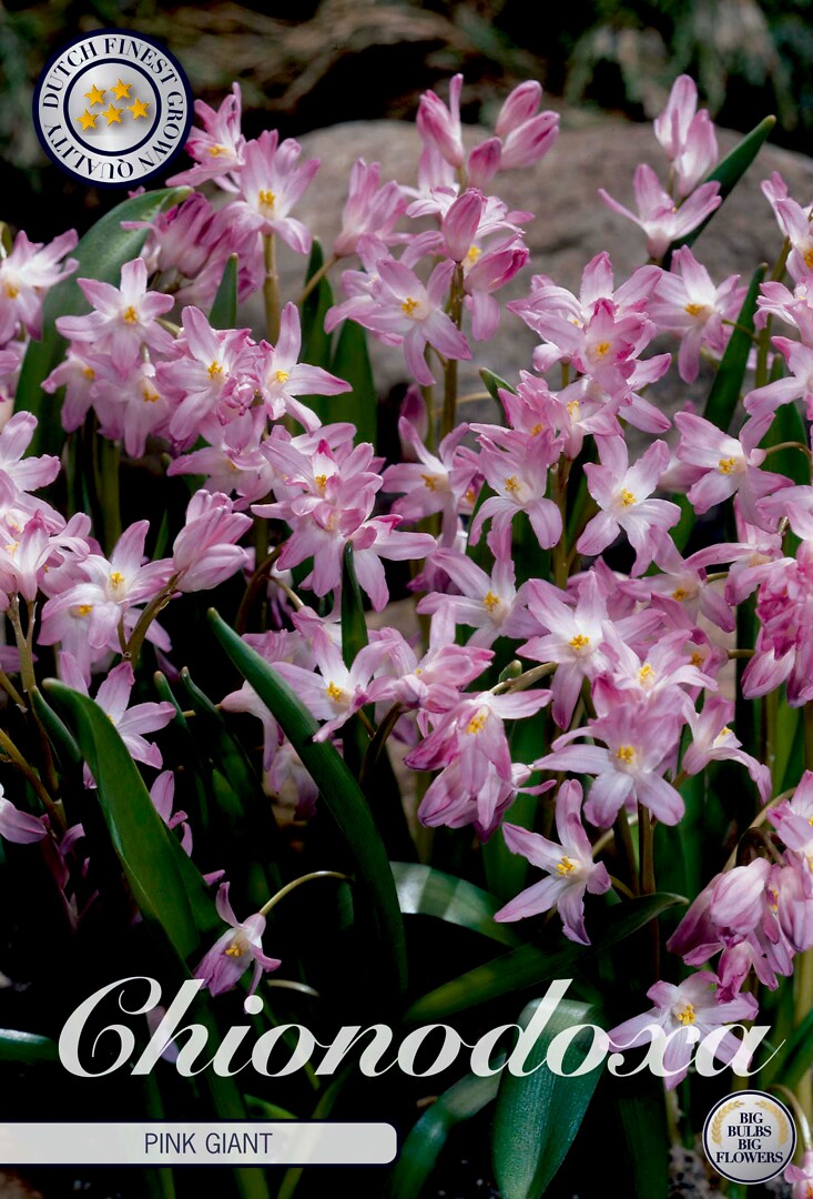 Chionodoxa Forbesii Pink Giant