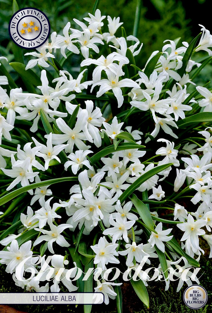 Chionodoxa  Luciliae Alba