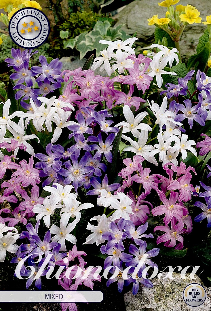 Chionodoxa Luciliae  Mixed