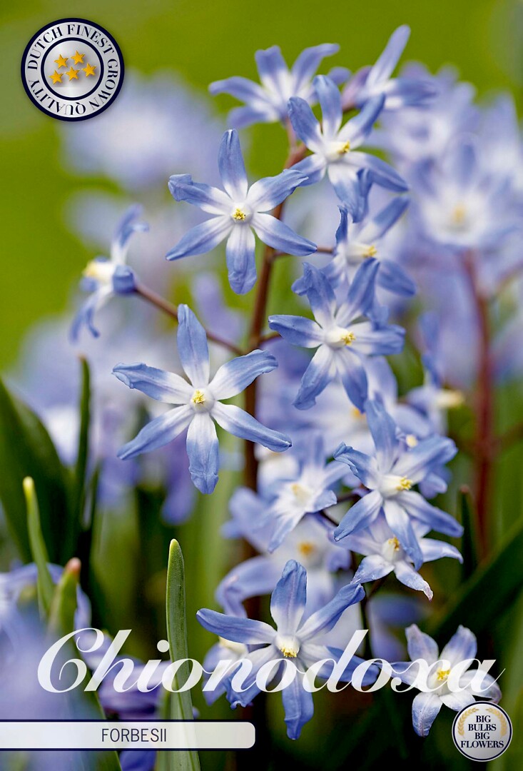 Chionodoxa Forbesii