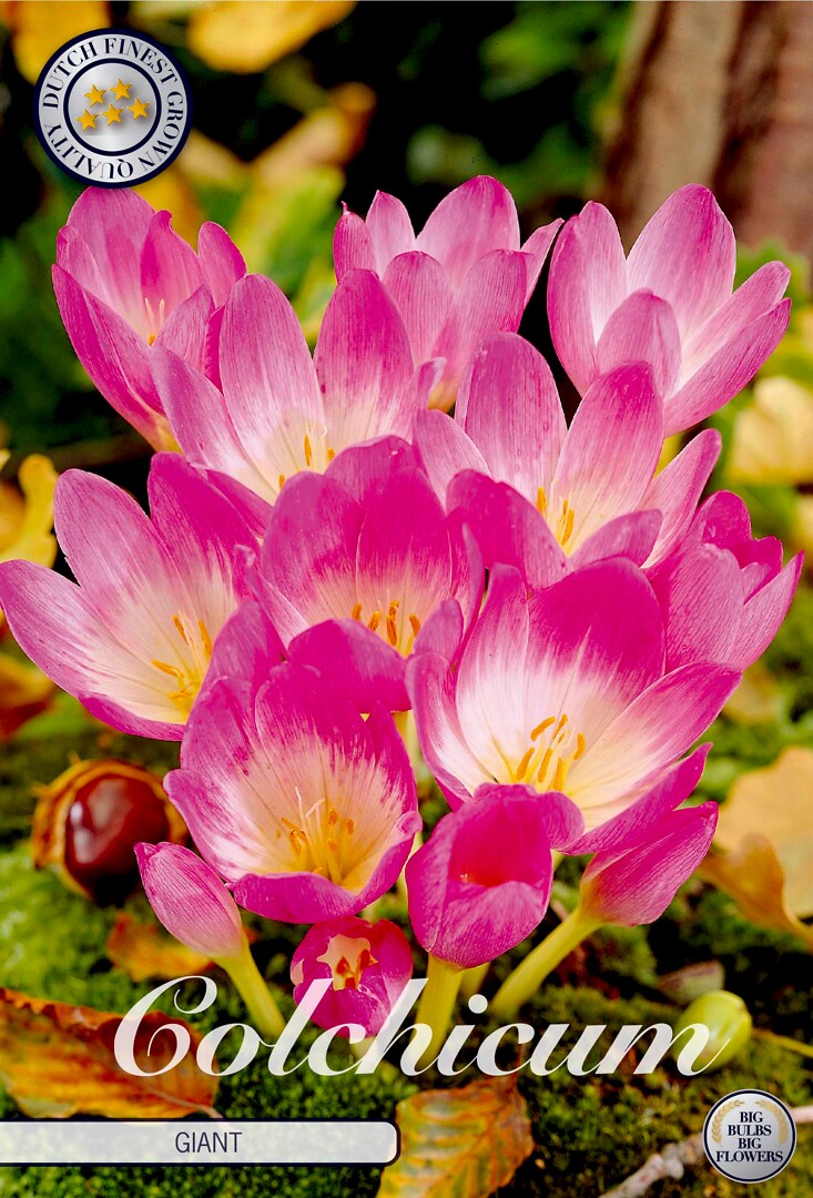 Colchicum  Giant