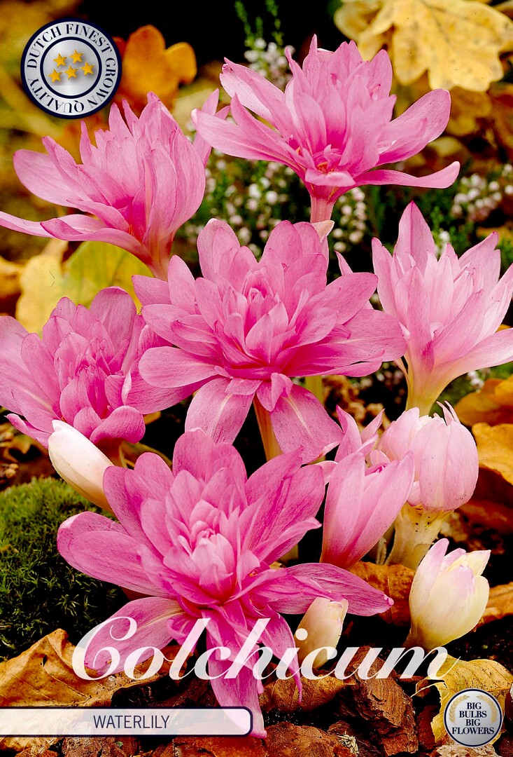 Colchicum  Waterlily