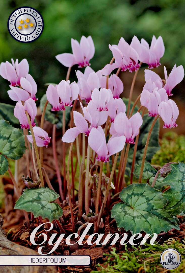 Cyclamen  Hederifolium