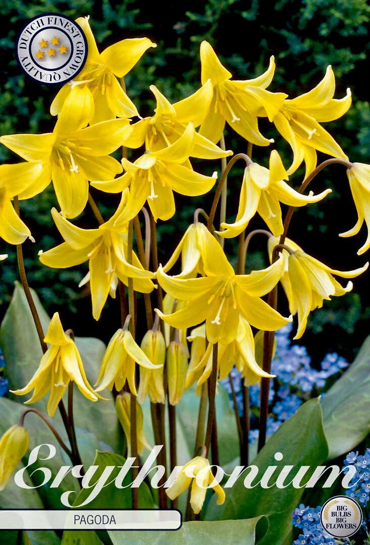 Erythronium  Pagoda