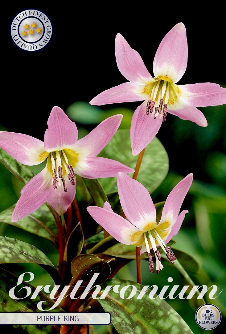 Erythronium  Purple King