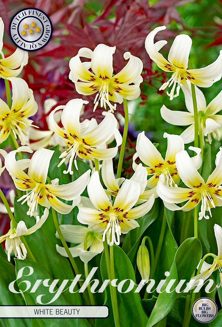Erythronium  White Beauty