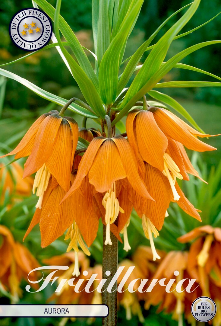 Fritillaria Imperialis Aurora