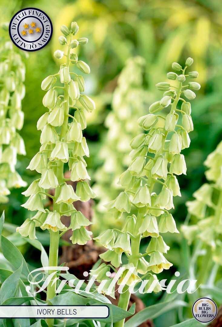 Fritillaria Imperialis Ivory Bells