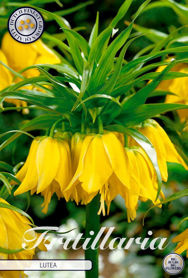 Fritillaria Imperialis Lutea