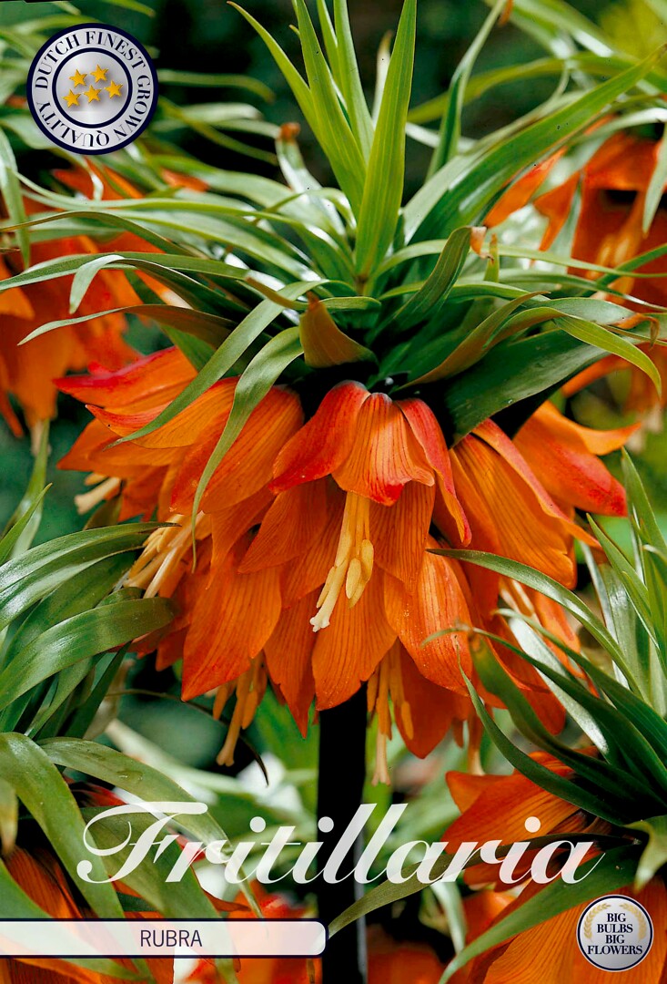 Fritillaria Imperialis Rubra