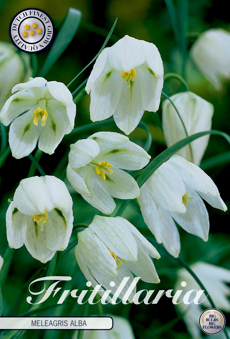 Fritillaria Meleagris Alba