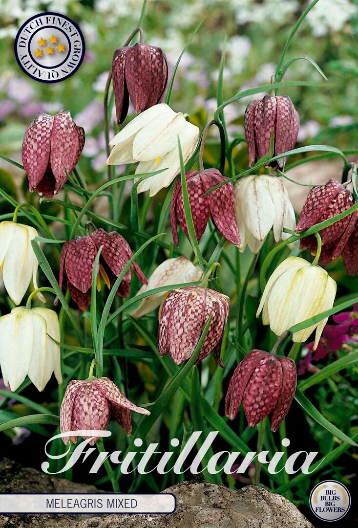 Fritillaria Meleagris Mixed
