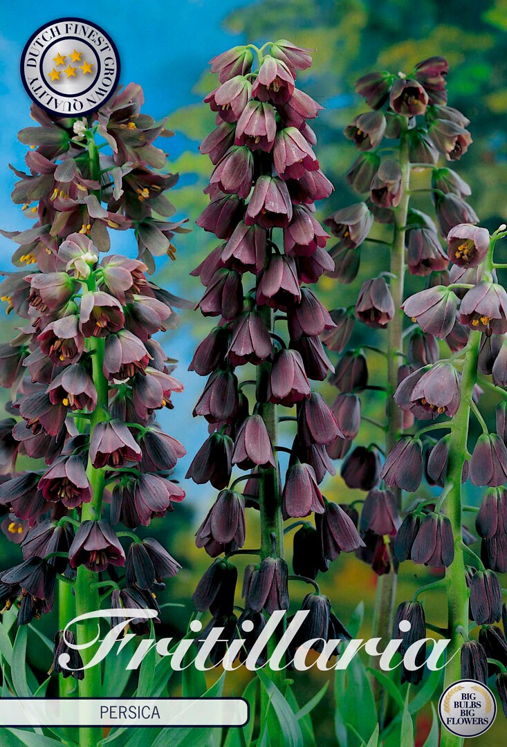 Fritillaria Imperialis Persica