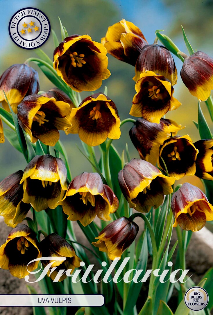 Fritillaria  Uva Vulpis