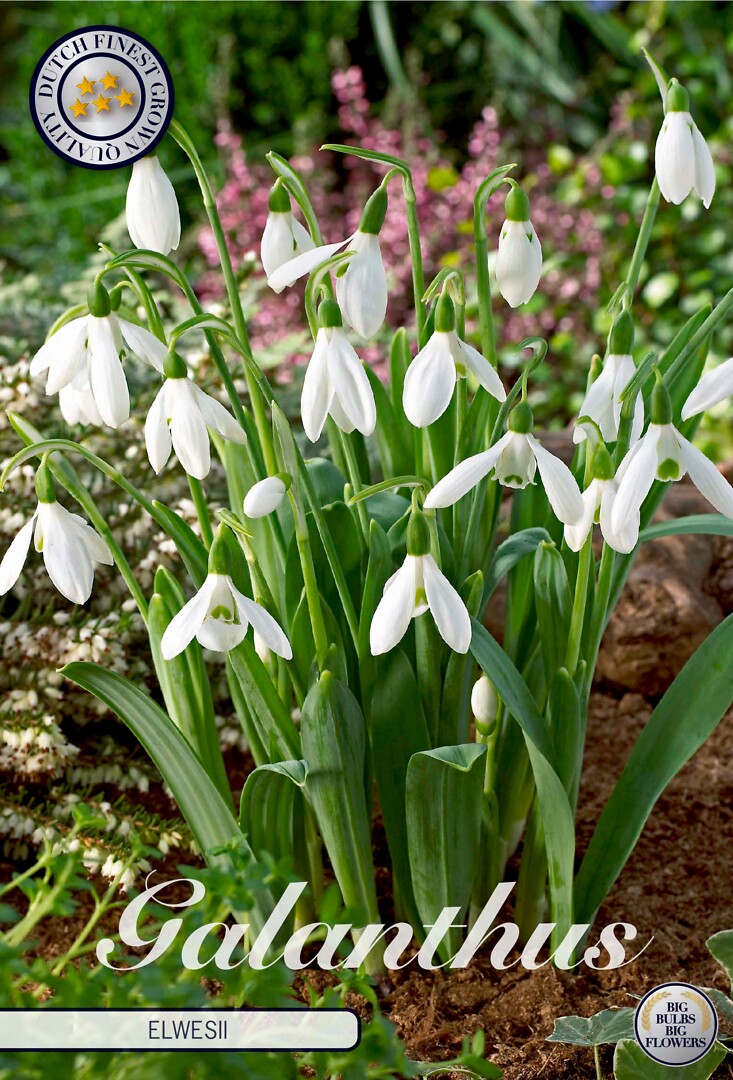 Galanthus  Elwesii