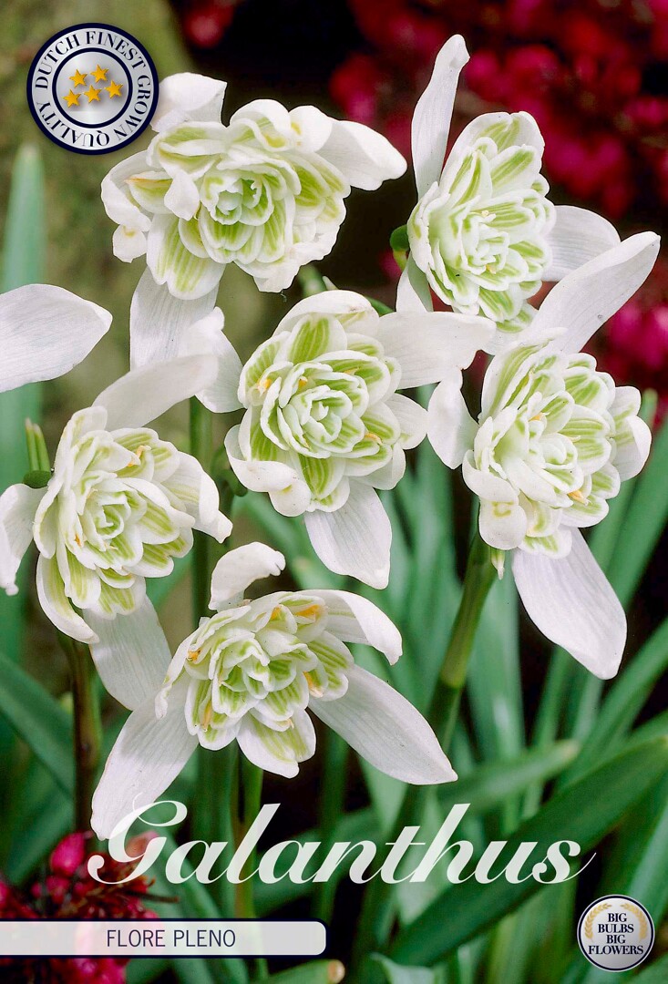 Galanthus  Flore Pleno