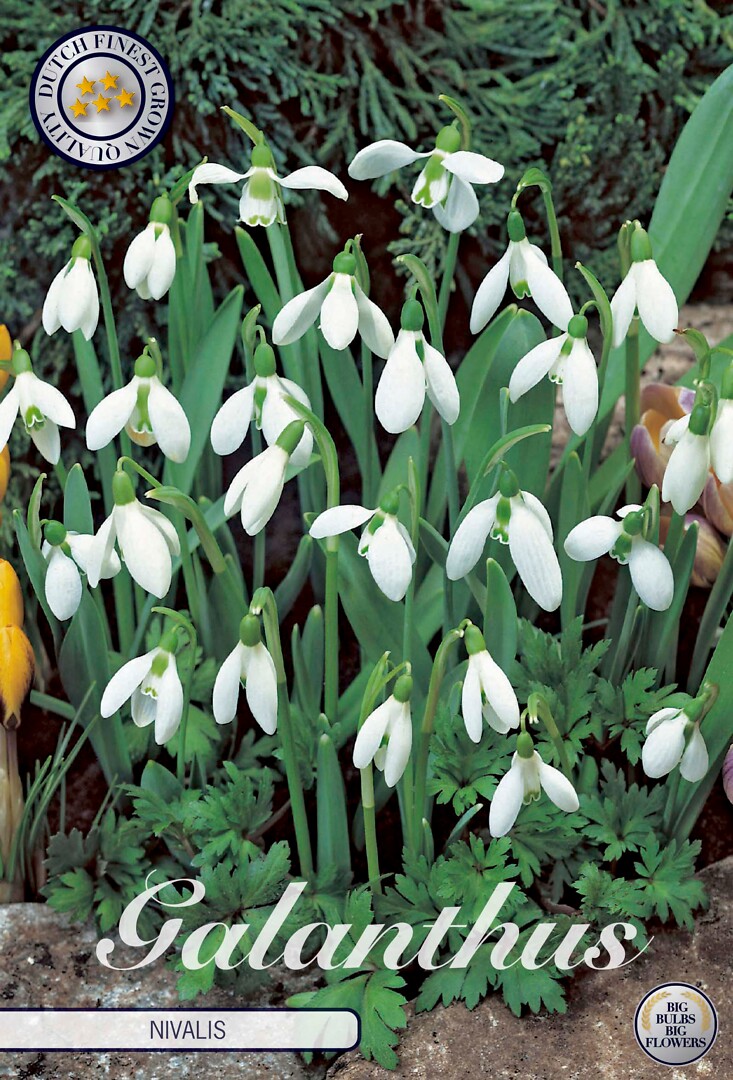 Galanthus  Nivalis