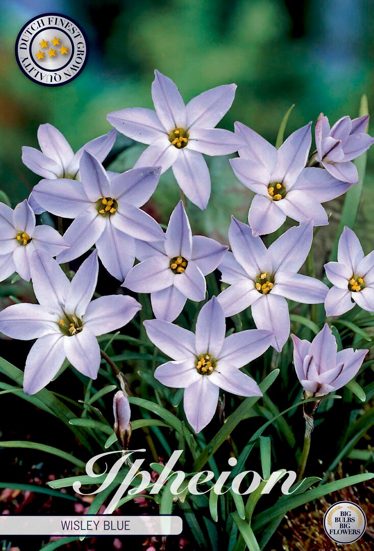 Ipheion Uniflorum Wisley Blue