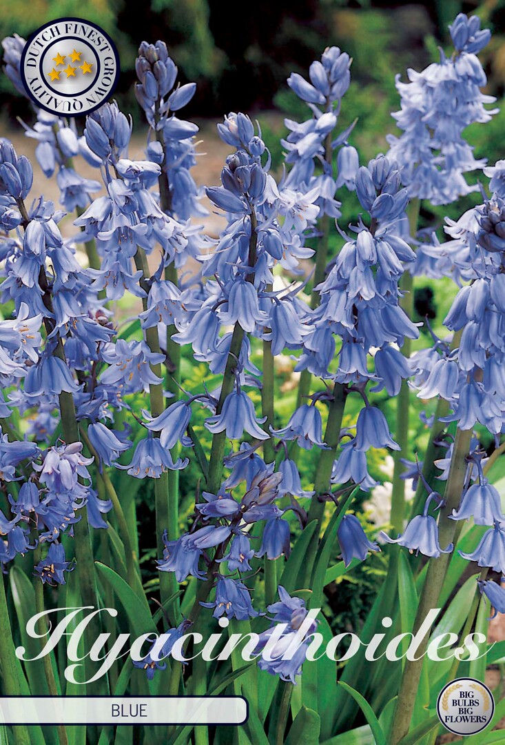 Hyacinthoides  Hispanica Blue